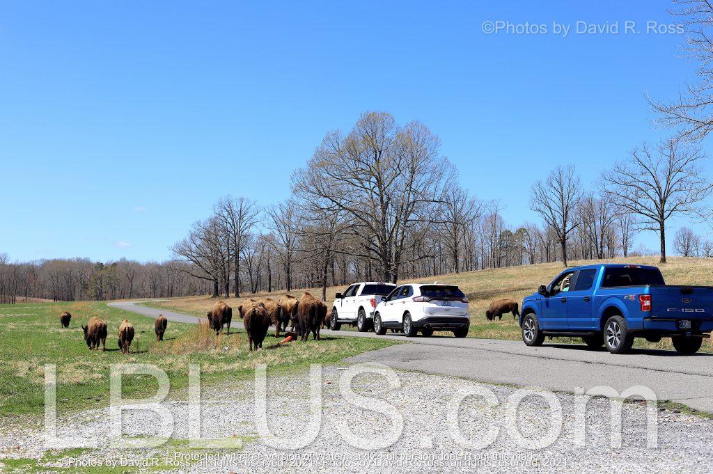 LBL car herding