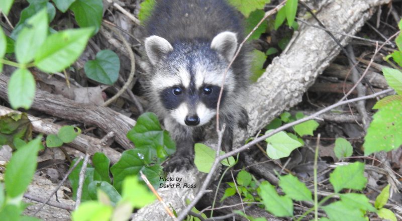 LBL Baby Raccoon