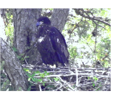 Juvenile Bald Eagle