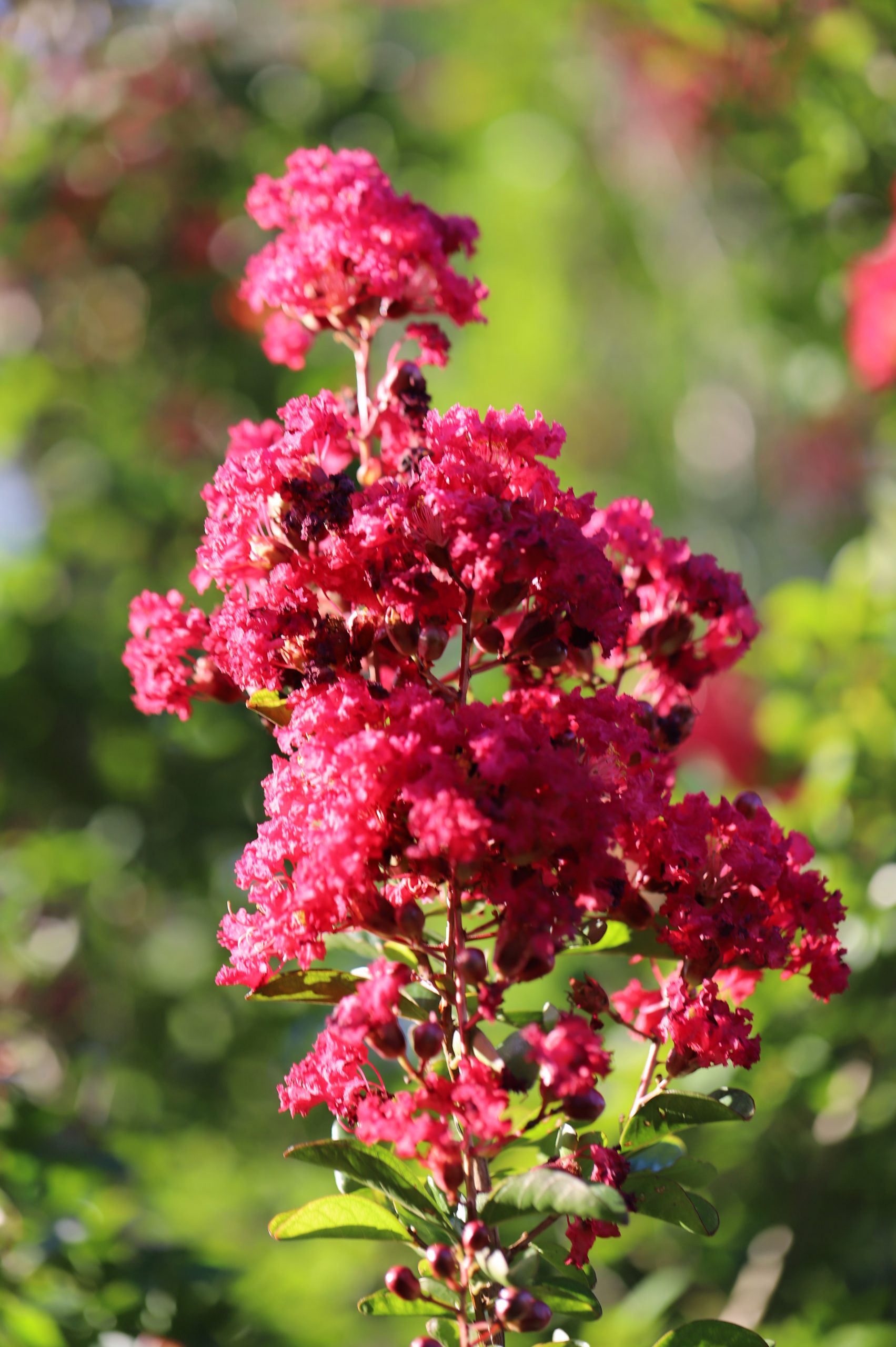 LBL Crepe Myrtle brings beauty to Land Between the Lakes | Land Between ...