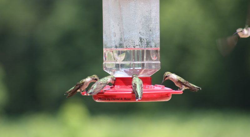 LBL hummingbirds